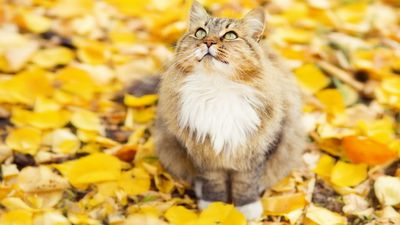 Sibirische Katze