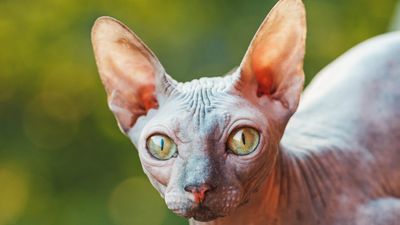 Sphynx