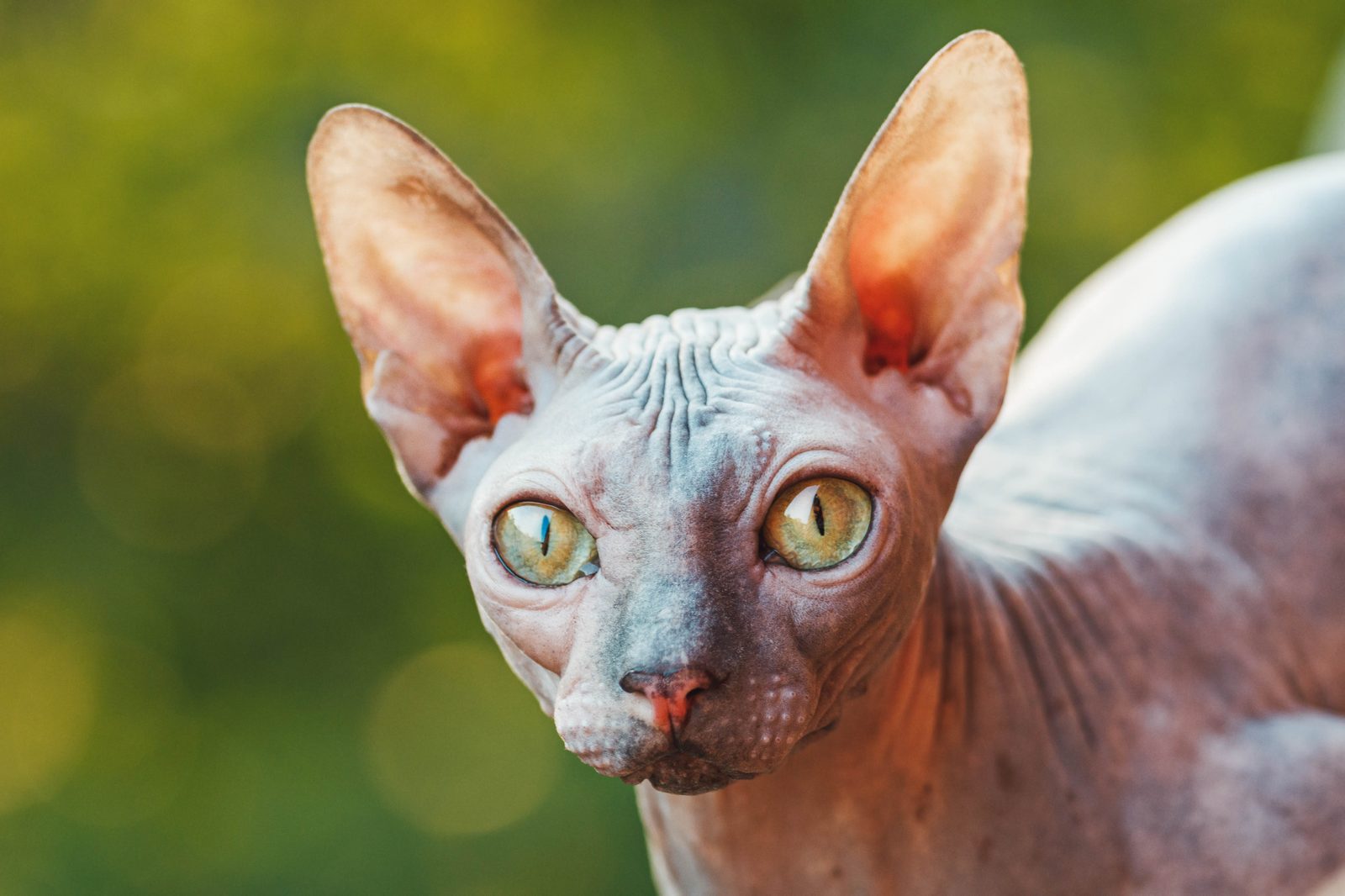 Sphynx