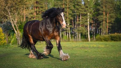 Tinker (Irish Cob)