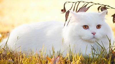 Türkisch Angora