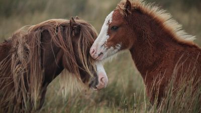 Welsh Pony