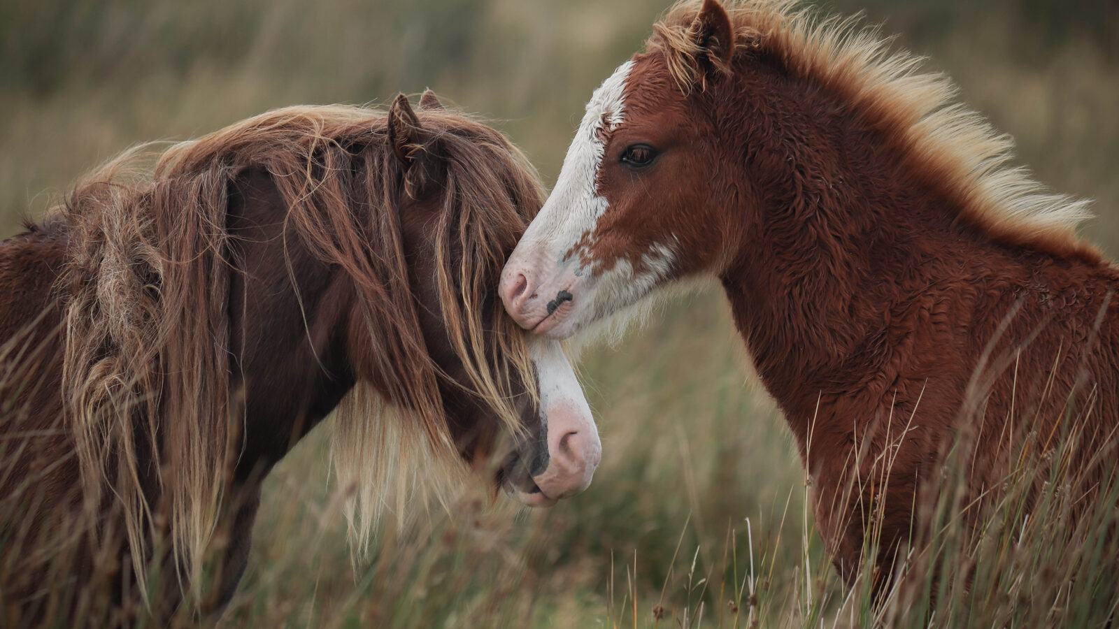 Welsh Pony