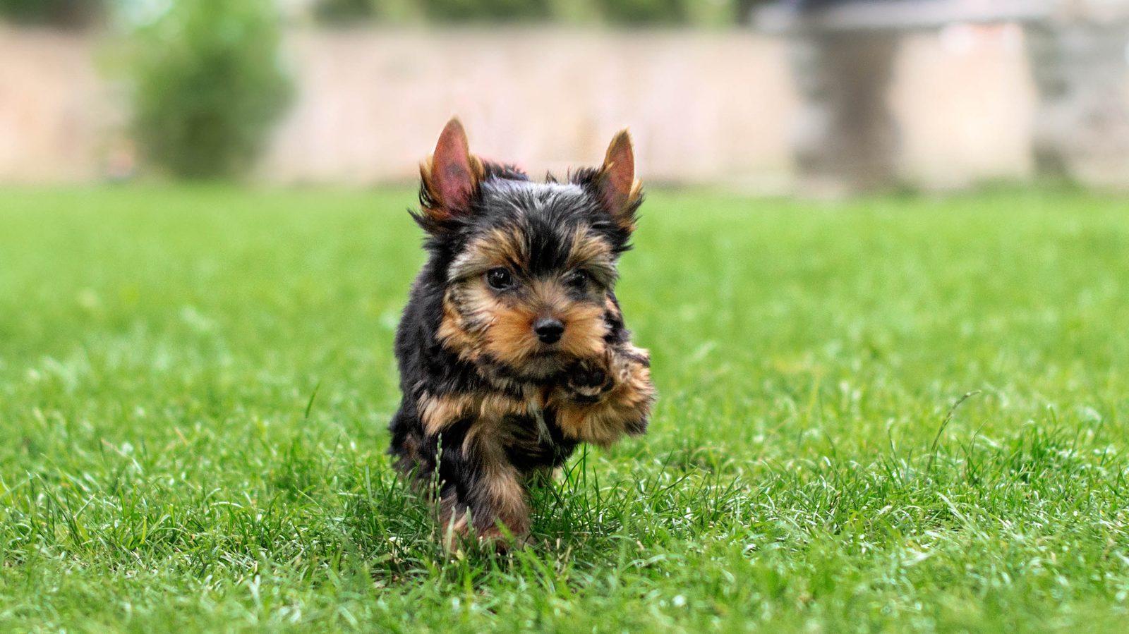 Yorkshire Terrier