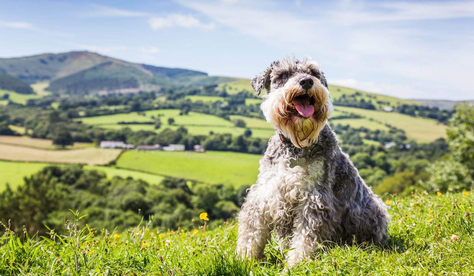 Zwergschnauzer