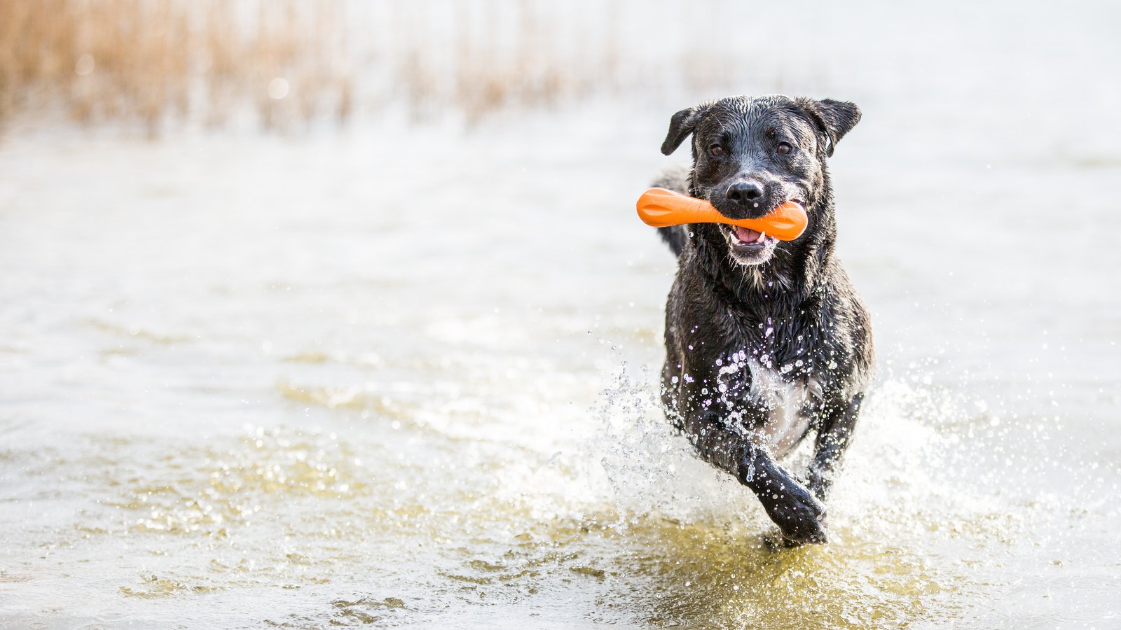 Blaualgen im Badesee: Warum ein kurzes Bad für Hunde tödlich enden kann
