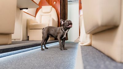 Urlaub mit Hund und Katze: Was sich 2026 bei den EU-Reiseregeln geändert hat