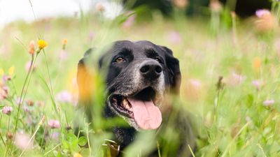 Grannen beim Hund: Warum ein Grashalm im Juli zur OP führen kann