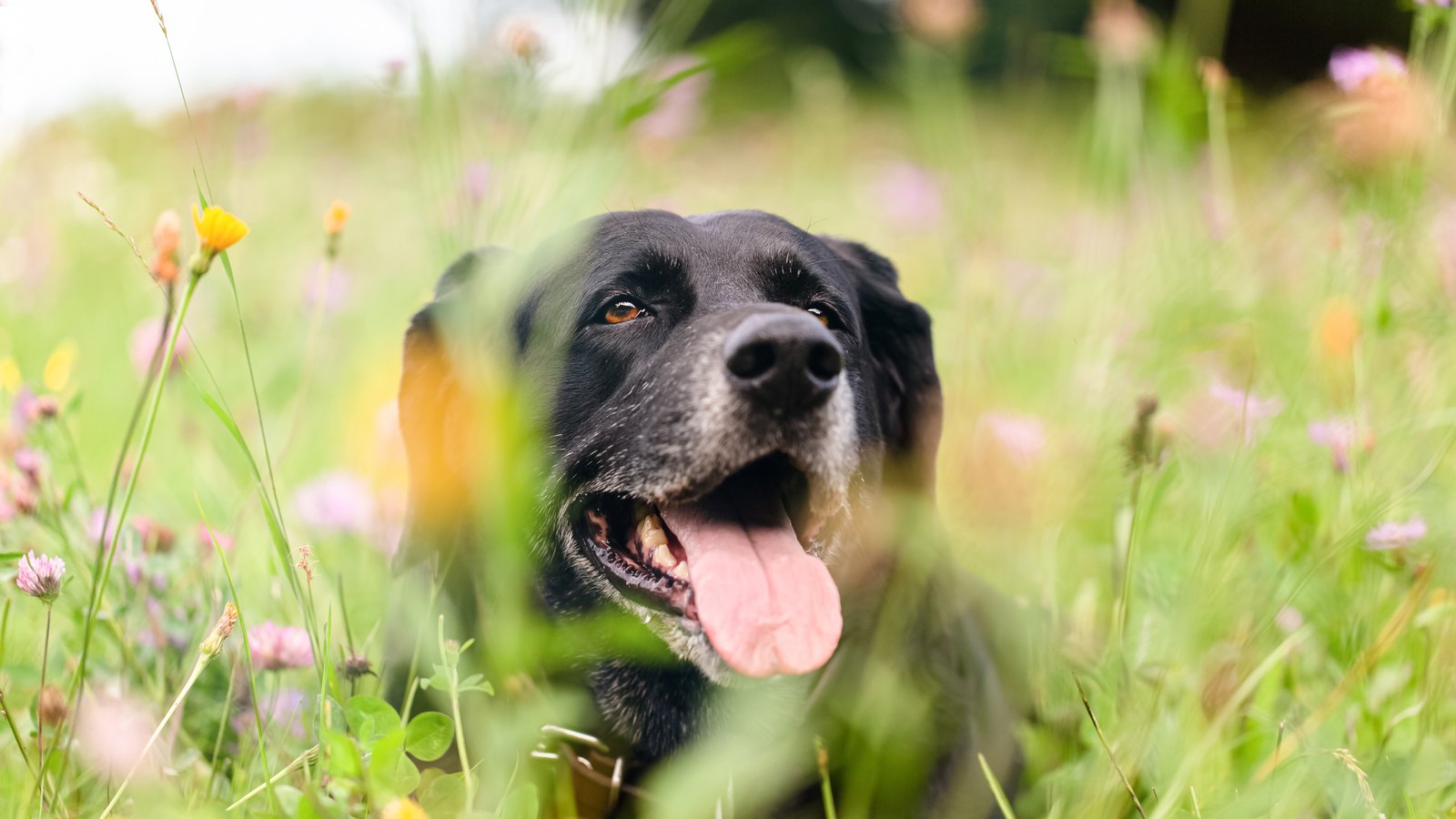 Grannen beim Hund: Warum ein Grashalm im Juli zur OP führen kann