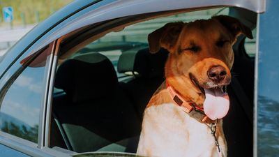 Hitzschlag beim Hund: Woran Sie ihn erkennen - und was in den ersten Minuten zählt