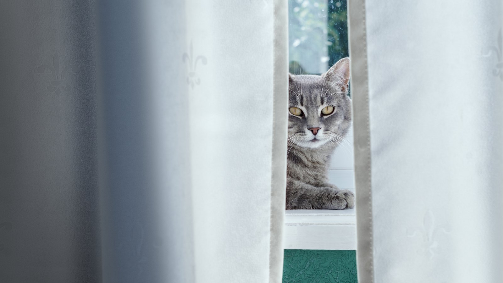 Kippfenster-Syndrom: Warum das Lüften im Sommer für Katzen lebensgefährlich ist
