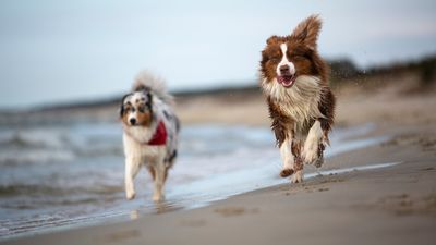 Leishmaniose ist seit März 2026 meldepflichtig - was Urlaubsrückkehrer mit Hund jetzt wissen sollten