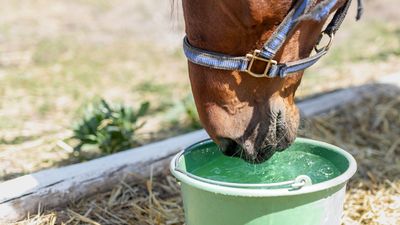 Kolik im Hochsommer: Warum Pferde bei Hitze häufiger verstopfen