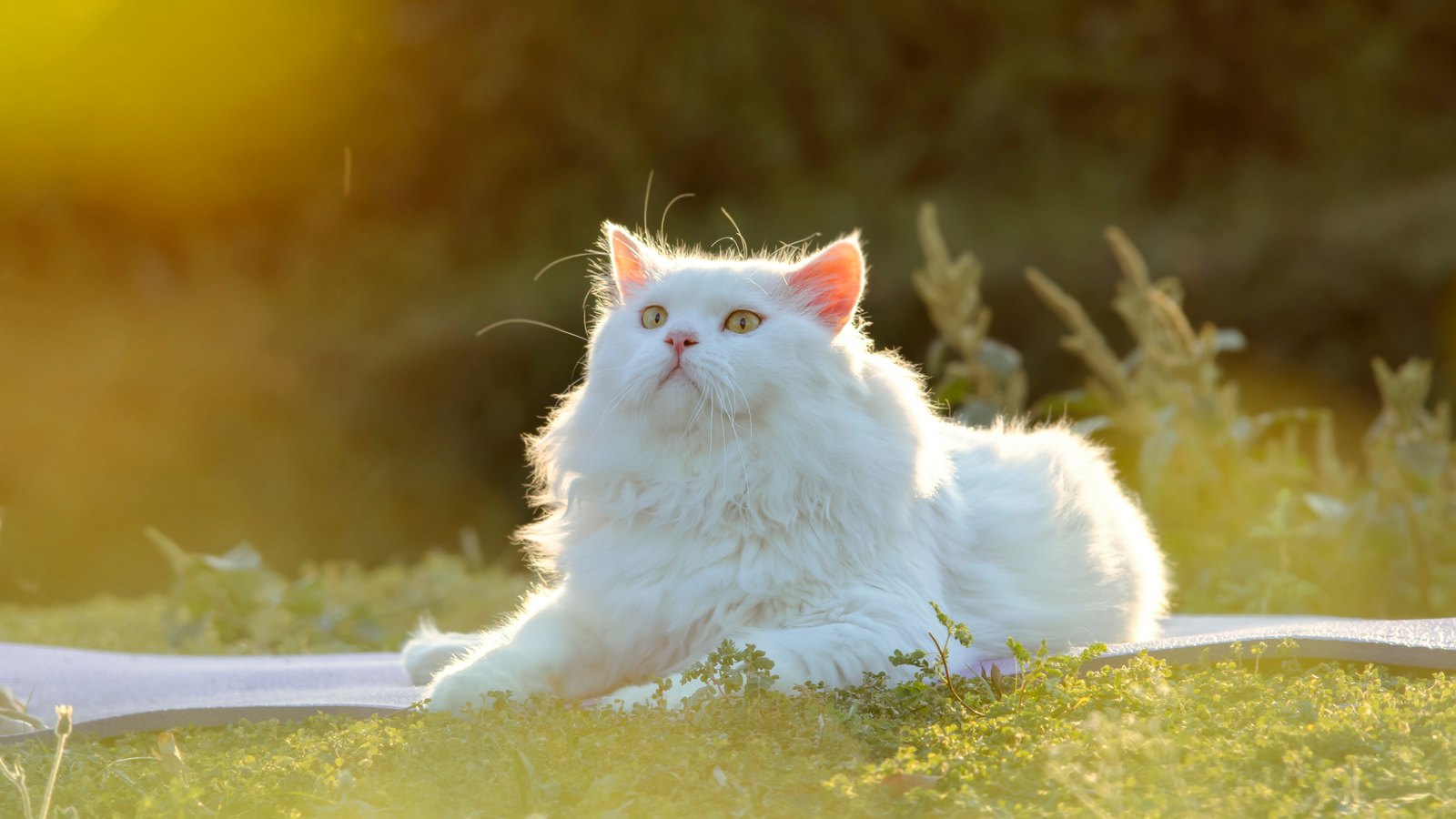 Weiße Katzen und die Sonne: Warum verkrustete Ohrränder im Hochsommer ernst zu nehmen sind