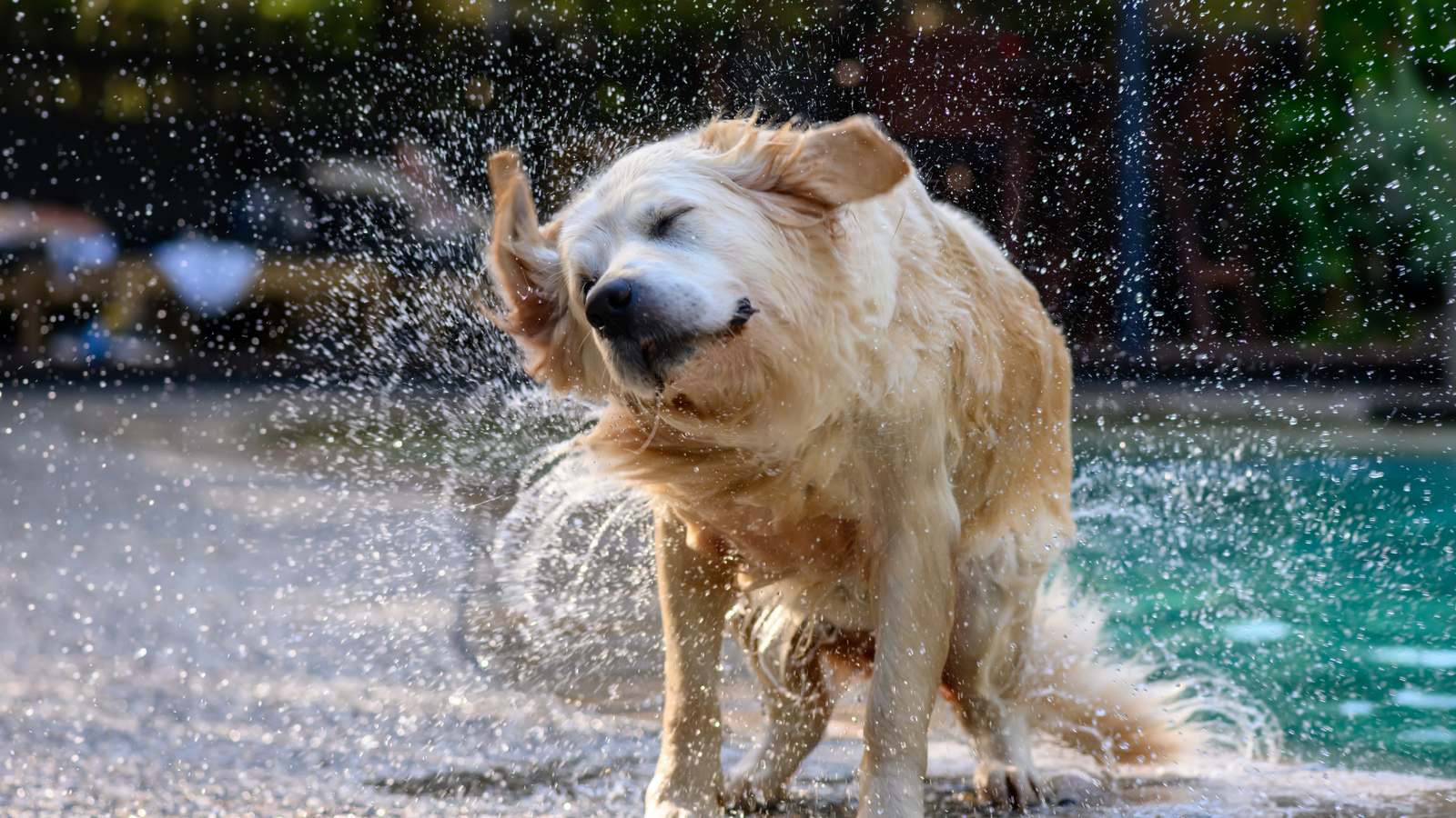 Wasserrute beim Hund: Wenn die Rute nach dem Badetag plötzlich hängt