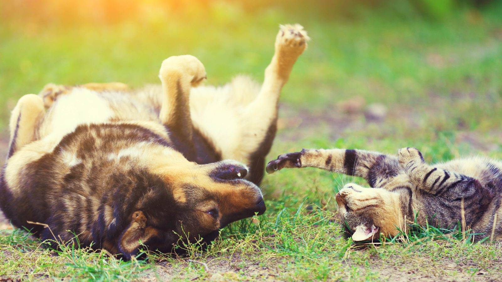 Hund und Katze